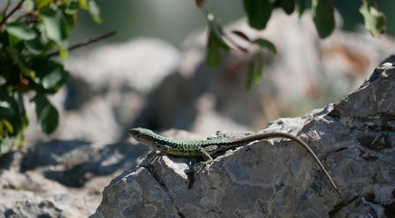 Naklejka na ściany i meble Lacerta Saxicola. A large green lizard sits on a gray stone and basks in the sun against a background of green grass and needles on a Sunny summer day. The fauna of the Crimea, mount AI-Petri.