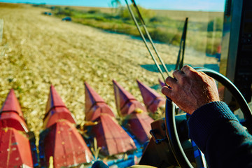 View from the cabin of combine harvester during work on the corn field