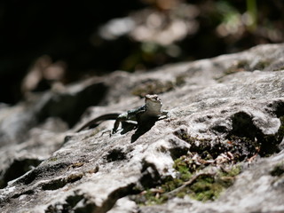 A large green lizard sits on a gray stone covered with moss and basks in the sun on a Sunny summer day. The fauna of the Crimea, mount AI-Petri. Lacerta Saxicola.