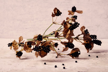 Branch with black seeds on a gray background. Tinting