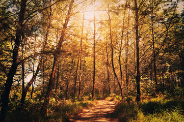 Fototapeta premium Rural Roads.Rural Village Landscape