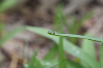 rain Drop on on blade of grass