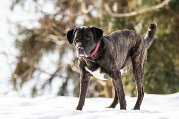 Hund posiert im Schnee