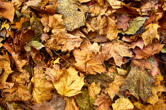 Dead leaves shot ideal for backgrounds