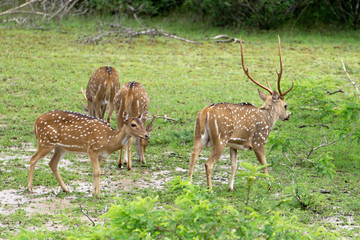 Naklejka na ściany i meble Group of axis deer in wilpattu national Park
