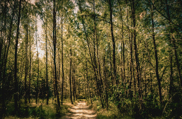 Rural Roads.Rural Village Landscape