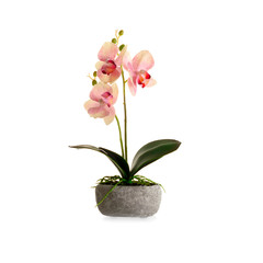 Naklejka na ściany i meble Decorative pink orchid in stone flowerpot isolated on white background