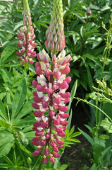 Lupine blooms in the spring garden