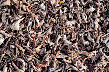 Fototapeta premium Dry autumn leaves in red, orange and brown colors. Close-up. Background