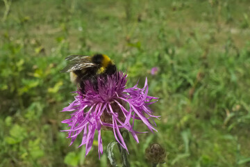 Bumble bee sitting on a brown knapweed flower - 303941994