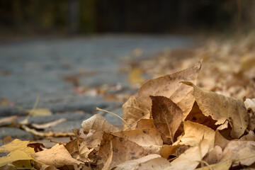 autumn leaves on road