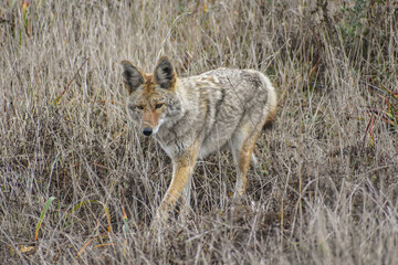 Wild Coyote walking through tall dry grass.