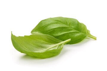 Fresh Green Basil Leaf, isolated on white background
