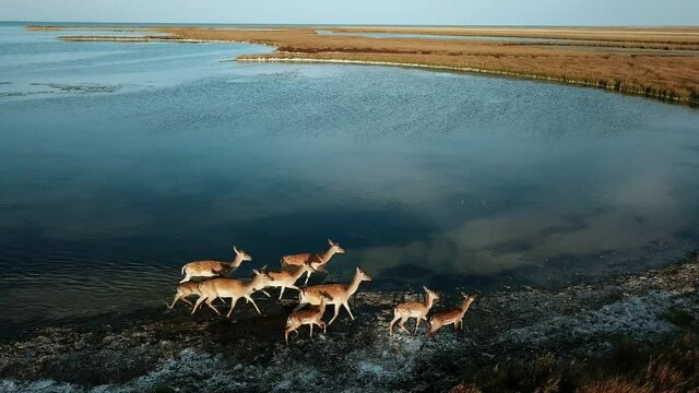 aerial view running family of deers on the lake, herd of deers on a sandbank aerial, flight over Family of Deers on the island, aerial view of deers on the Dzharylgach island