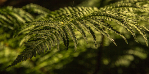 Fern