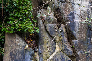 Rock face and ivy