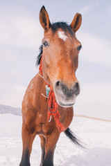 Horses eating hay in a majestic snowy landscape