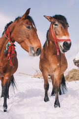 Horses eating hay in a majestic snowy landscape