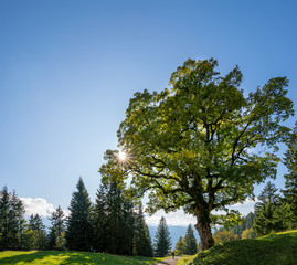 Bäume im Bregenzerwald