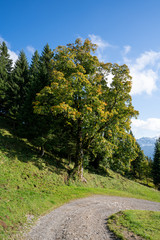 B&auml;ume im Bregenzerwald