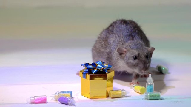 Cute gray rat with black eyes sits on a white background with gift box and a bow, sniffs them, moves his mustache and washes his face. New Year concept, symbol of 2020