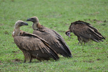 The African birds. Tanzania.