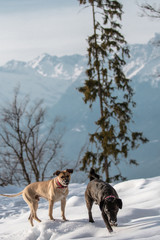 Hunde spielen vor  winterlichem Südtiroler Bergpanorama