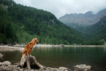 Traveling with a dog. Nova Scotia Duck Tolling Retriever stands on a rock on a lake in the background of mountains.