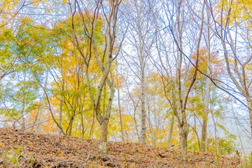 鮮やかに紅葉した木