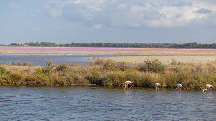 Some pink flamingos fishing on a pink salty water in La Camargue - obrazy, fototapety, plakaty