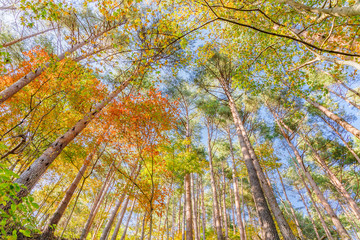 木漏れ日が当たる紅葉した葉