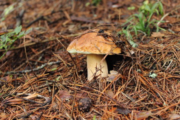 mushroom in forest