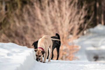 Hunde erkunden Wanderweg im Schnee