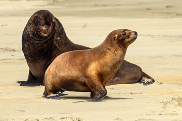 New Zealand sea lion (Phocarctos hookeri), also known as Hooker's sea lion or Whakahao (in Maori). Couple of sea lions on the beach of Otago Peninsula (Sandfly Bay), New Zealand