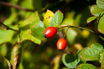 Ripe red rose hips grow in autumn in the steppe on the field. Autumn