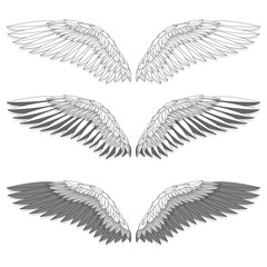 Bird wings set isolated on a white background. Vector illustration. Monochrome...