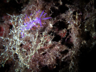 Fototapeta na wymiar Flabellina, underwater life