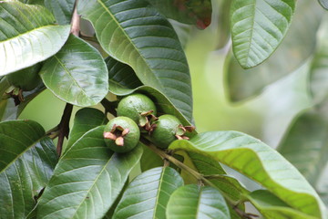 gooseberries on a branch