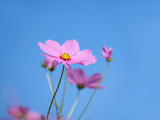 コスモスの花