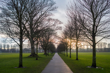 Line of trees, Cardiff, Wales