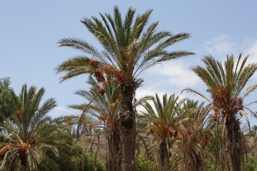 Palm trees (no post editing)