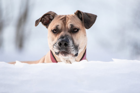 Hund bellt im Schnee