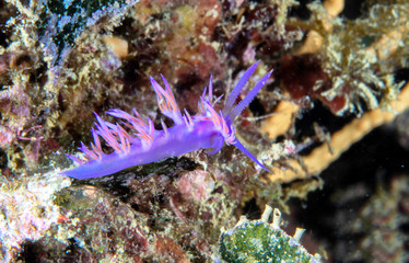 Naklejka na ściany i meble Flabellina affinis, Mediterranean underwater life