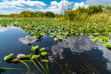 Everglades national park wetlands seen from airboat tour, Florida, United States of America - obrazy, fototapety, plakaty