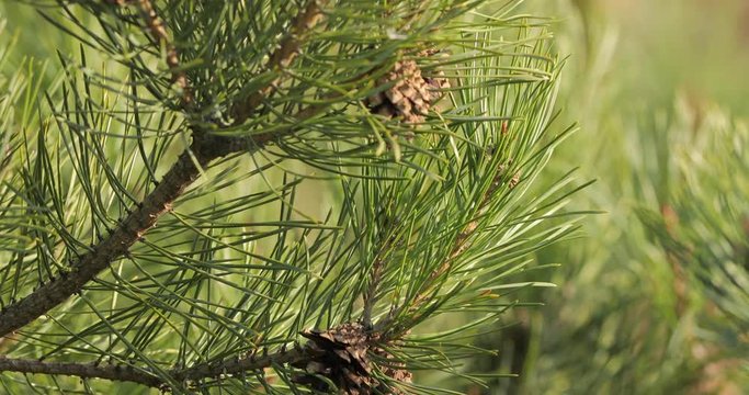 Fresh green leaves on a pine tree, a cones starting to form