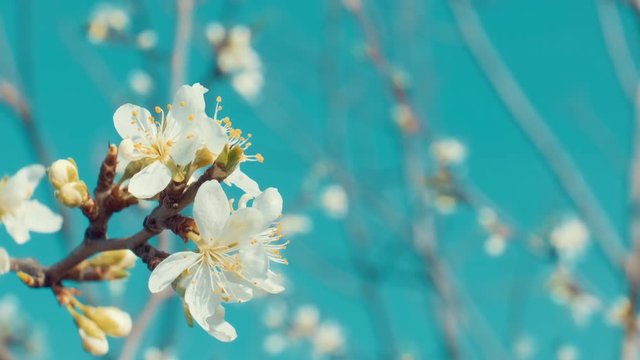 Close up cherry tree flowers. Isolated on blue sky background. Placeholder for text, logo. Cinematic graded footage.  Prores 10 Bit mov.