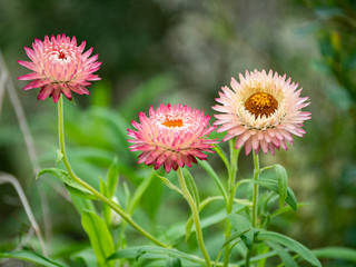 Pink plants