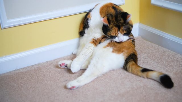 Closeup of flexible female calico cat sitting grooming itself on carpet in home room corner inside or indoors house