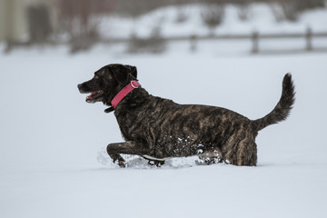 Hund springt durch den Schnee