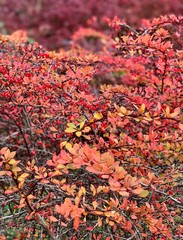 Red berries of berberis berberry